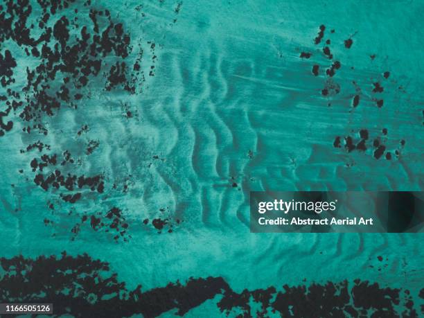 drone shot looking directly down on the ocean floor, shark bay, western australia - sea grass plant stock pictures, royalty-free photos & images