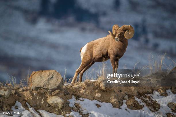 a large full curl bighorn ram stands on a ridgeline in yellowstone national park - bighorn sheep stockfoto's en -beelden