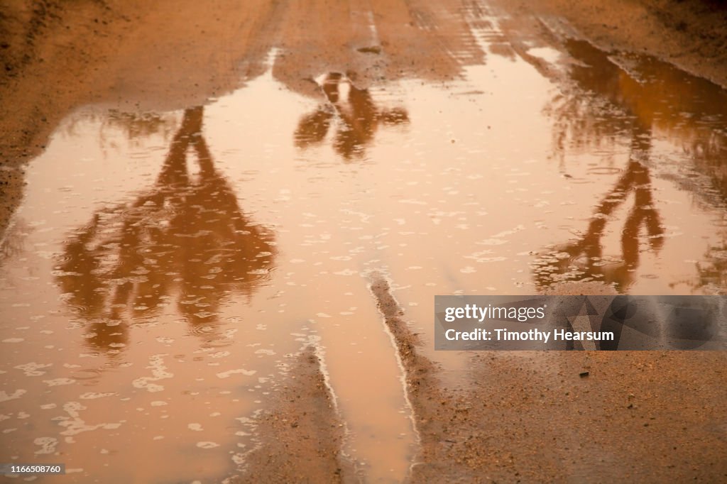Reflections of three Joshua Trees in a rain puddle in a dirt road