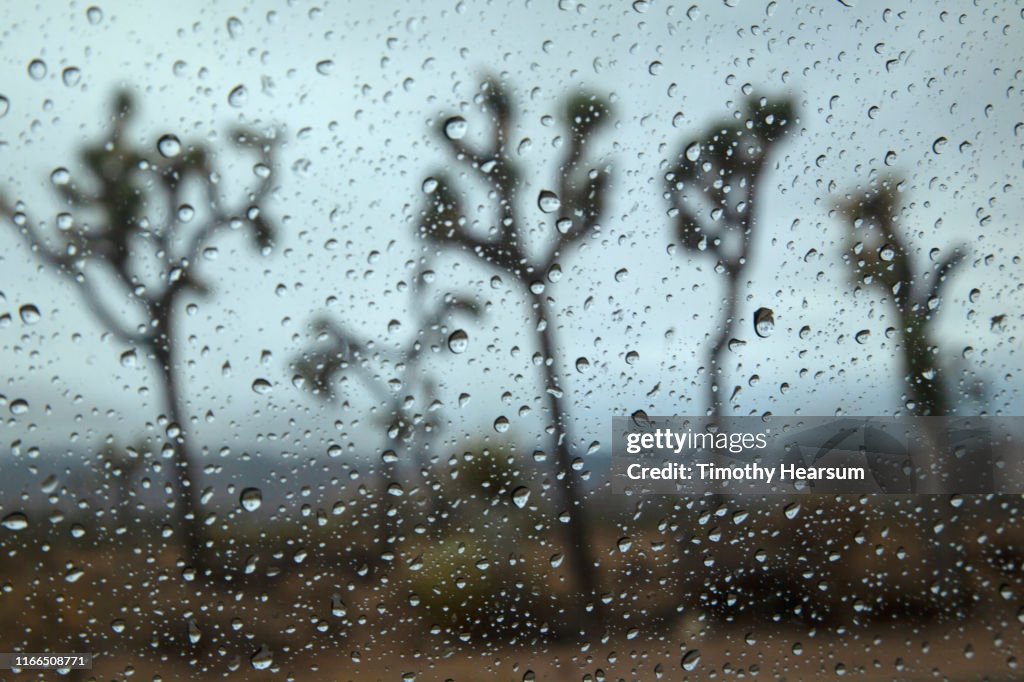 Five Joshua Trees as seen through a rain splattered windshield