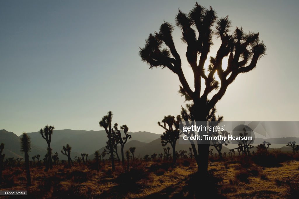 "Forest" of Joshua Trees silhouetted against mountains and a dark sky at dusk