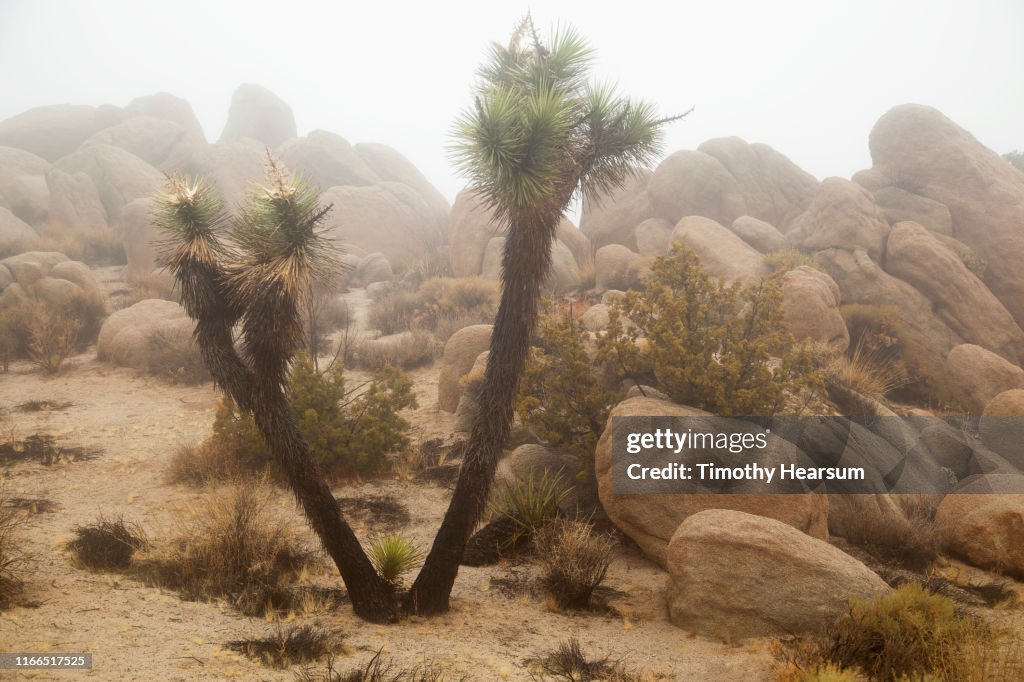 Joshua Trees, other desert plants and large boulders in the fog