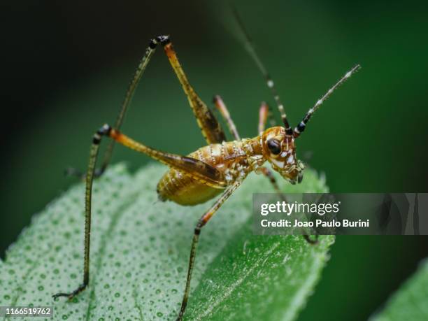 Graloo Insect Grilo Inseto Photos and Premium High Res Pictures - Getty Images