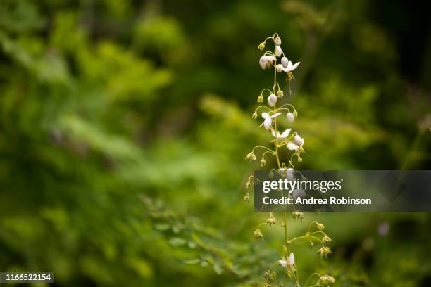 selective focus image of white meadow rue, thalictrum delavayi or thalictrum dipterocarpum flower head - thalictrum delavayi stock pictures, royalty-free photos & images