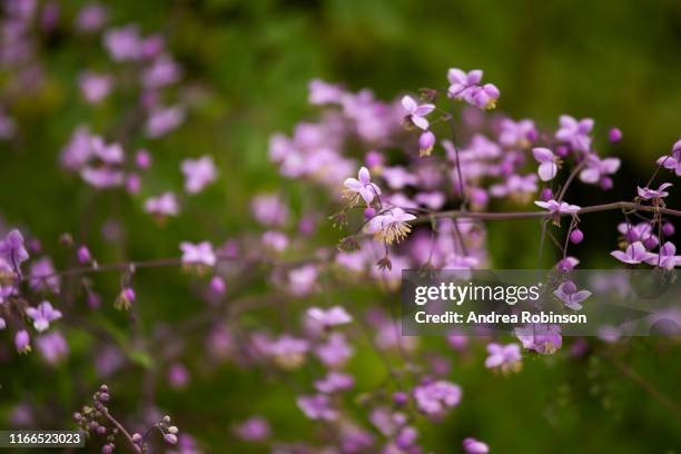 selective focus image of pink meadow rue, thalictrum delavayi or thalictrum dipterocarpum flower head - thalictrum delavayi stock pictures, royalty-free photos & images
