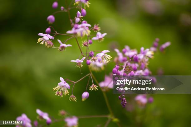 selective focus image of pink meadow rue, thalictrum delavayi or thalictrum dipterocarpum flower head - thalictrum delavayi stock pictures, royalty-free photos & images