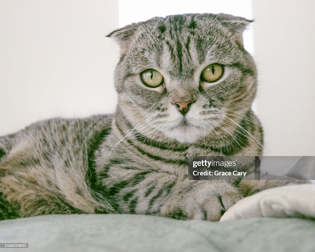 Scottish Fold Cat Poses for Camera