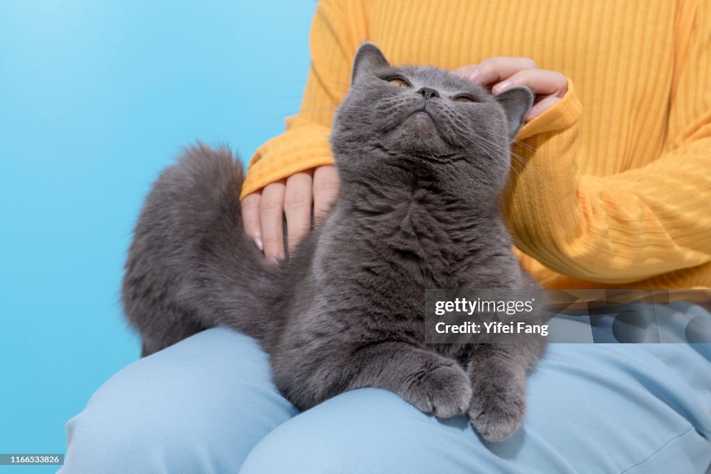 Woman with cat sitting on her lap agasint color background
