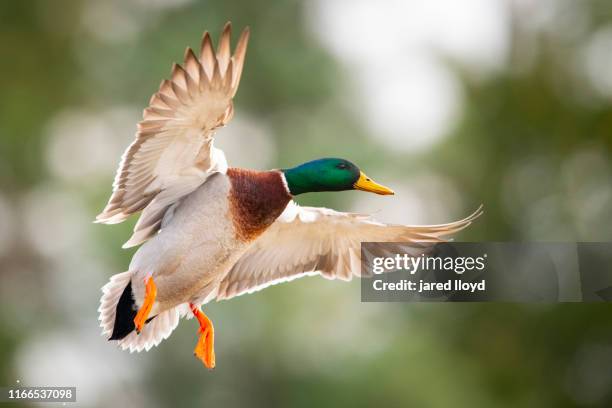 a mallard flares his wings against a tree lined background - mallard duck stock pictures, royalty-free photos & images