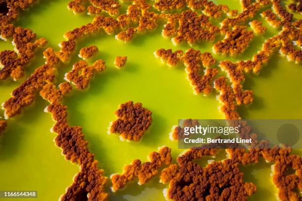 hot springs of dallol - north ethiopia - sulfuric acid stock pictures, royalty-free photos & images