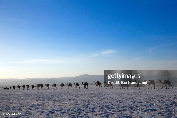 a salt caravan of the danakil depression - danakil depression 個照片及圖片檔