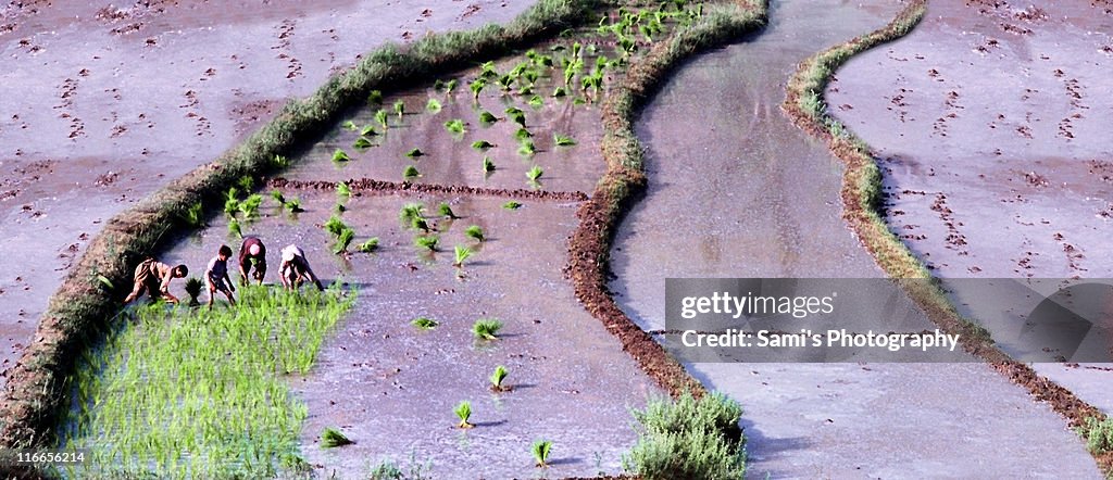 Paddy Plantation