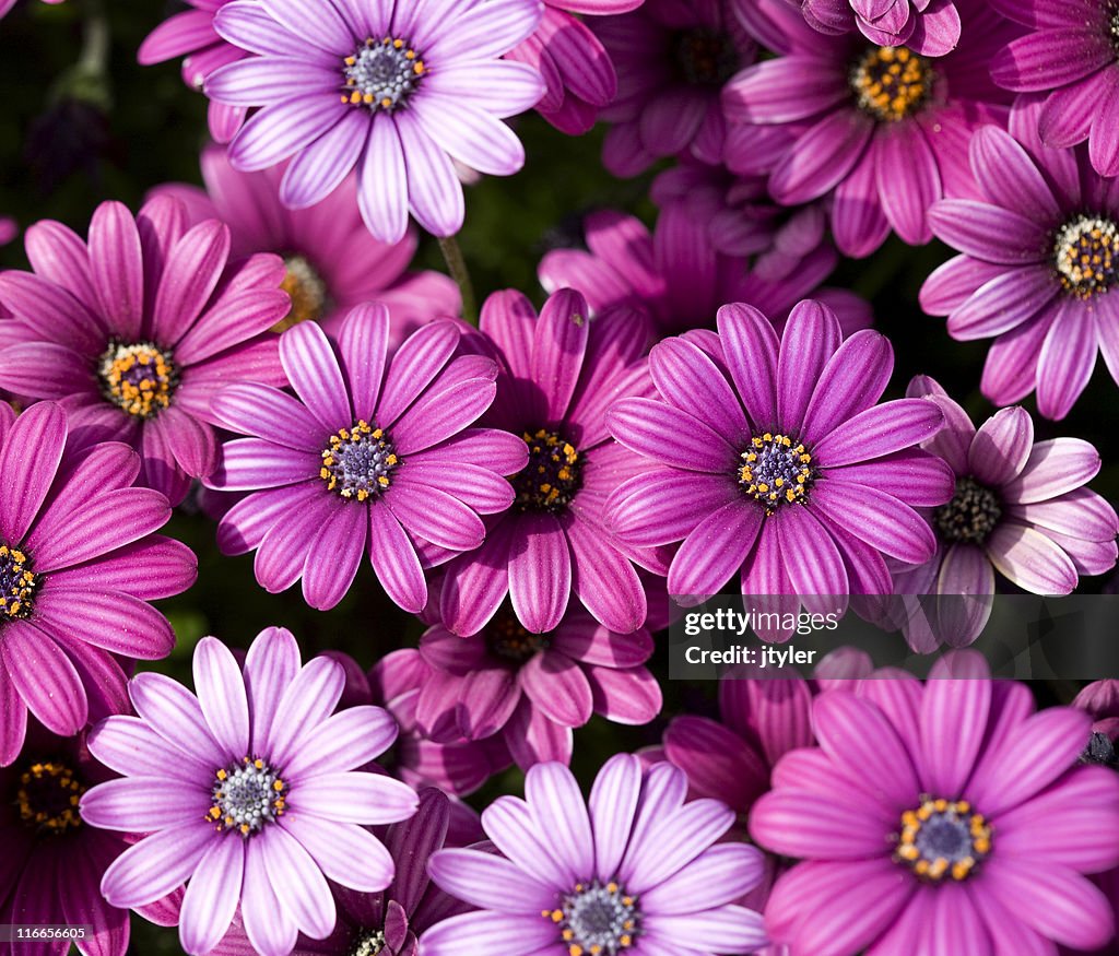 Margaridas cor-de-rosa