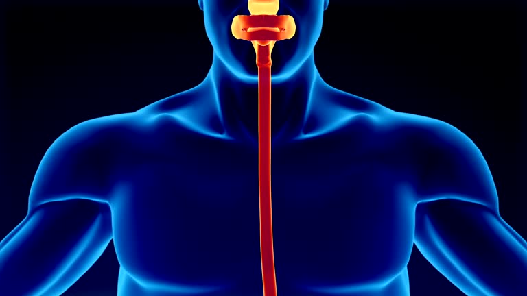 Digestive System Videos and HD Footage - Getty Images Digestive System Videos and HD Footage - Getty Images