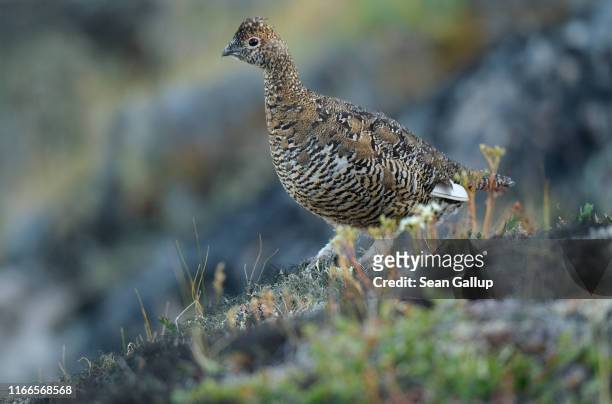 Rock ptarmigan stands on a hillside near the Eqip Sermia glacier, also called the Eqi Glacier, on July 31, 2019 at Eqip Sermia, Greenland. As the...