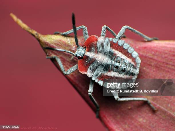 Issidea Bug 66 Stink Bug Inside Stock Photos, High-Res Pictures, and Images - Getty ...