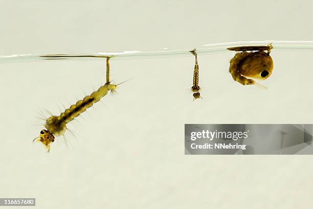 moskito larvae und pupa, culex pipiens - moskito stock-fotos und bilder