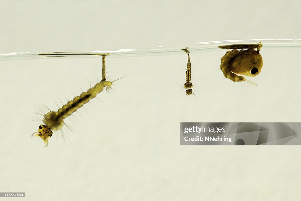 Mosquito larvae y pupa, Culex pipiens