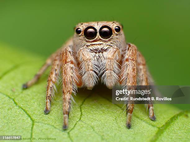 jumping spider - jumping spider stock pictures, royalty-free photos & images