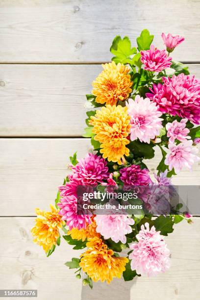 still life of colorful chrysanthemum plants on wooden background, directly above shot of planting flowers in garden - flower pot overhead stock pictures, royalty-free photos & images
