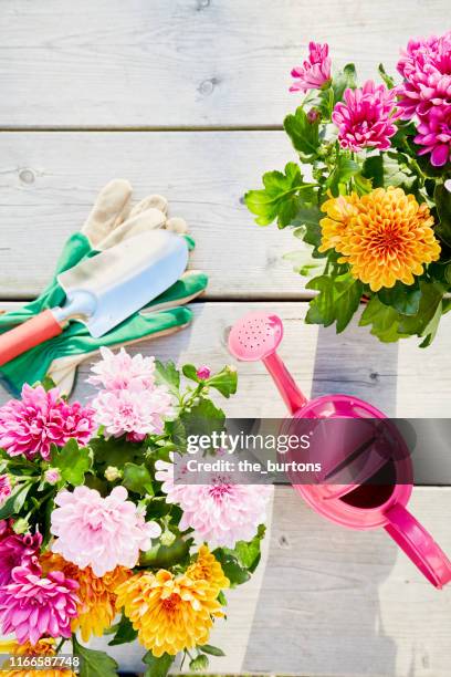 still life of colorful chrysanthemum plants and gardening equipment with pink watering can, shovel and gardening gloves on wooden background, directly above shot of planting flowers in garden - gartengerät stock-fotos und bilder