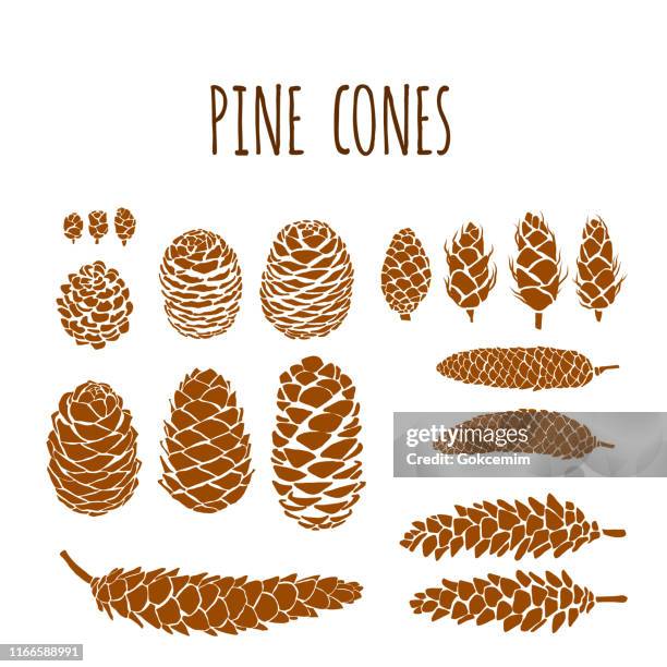 stockillustraties, clipart, cartoons en iconen met hand getrokken pine kegels vector collectie set. ontwerp element voor herfst, winter, thanksgiving of kerstkaart concept. - kegelvrucht