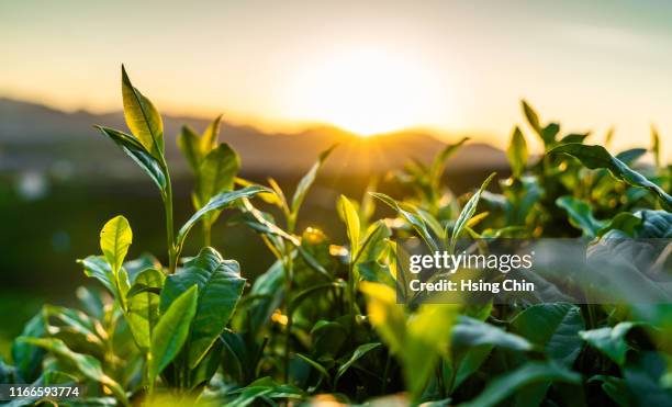 tea garden - organisch stockfoto's en -beelden