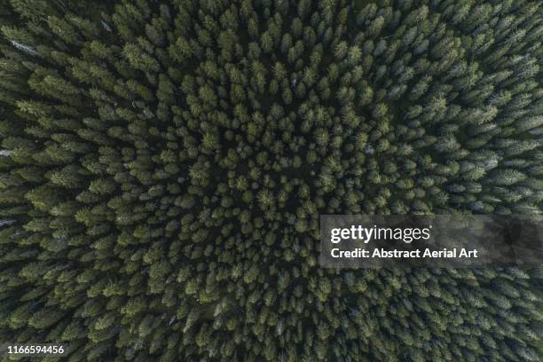 drone shot directly above a forest canopy, dolomites, italy - tree canopy pattern fotografías e imágenes de stock