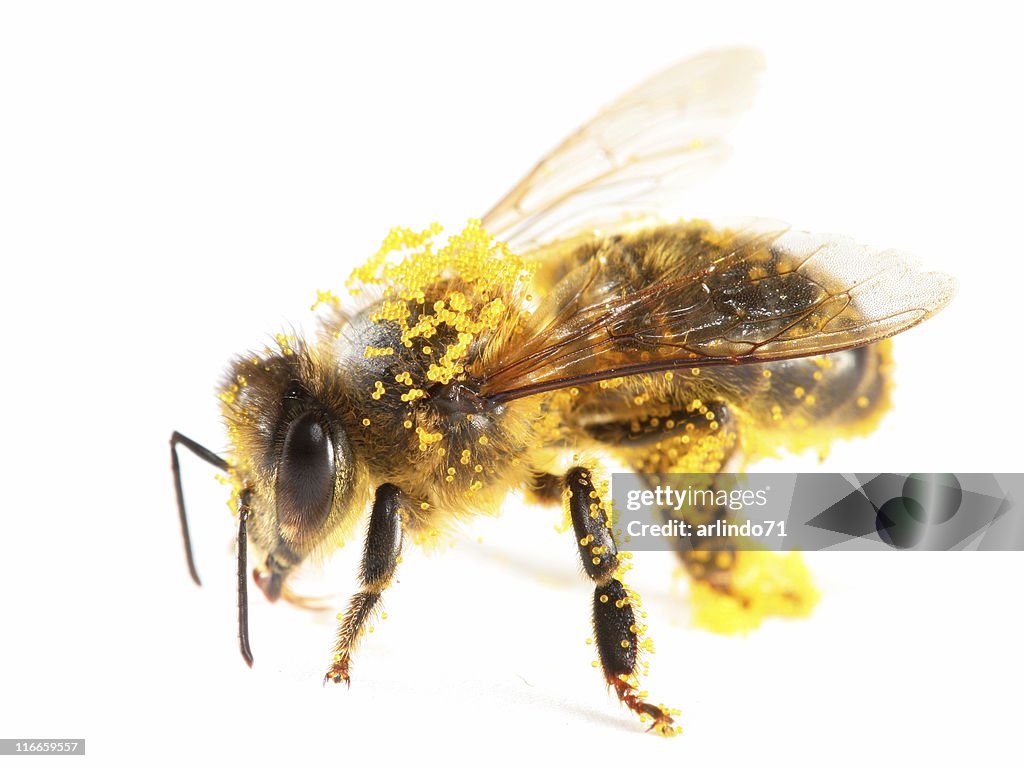 Pollen covered honeybee