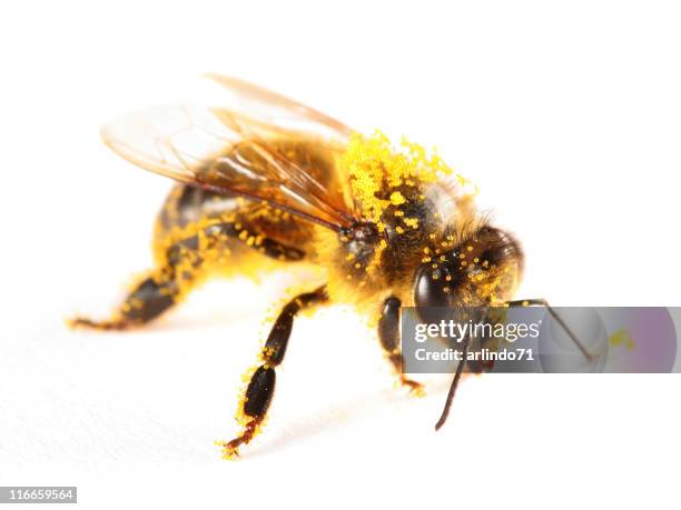 pollen covered honeybee - bee on flower white background stock pictures, royalty-free photos & images