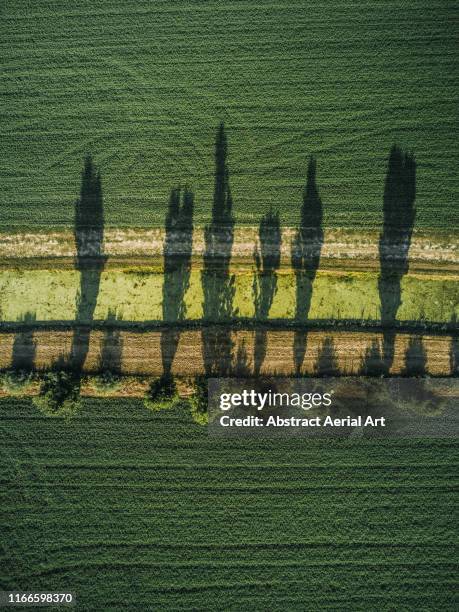 aerial shot of tree shadows in an agricultural field, tuscany, italy - cypress tree stockfoto's en -beelden