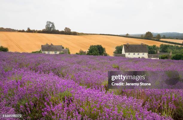 lavender fields in the cotswolds - worcestershire stock pictures, royalty-free photos & images