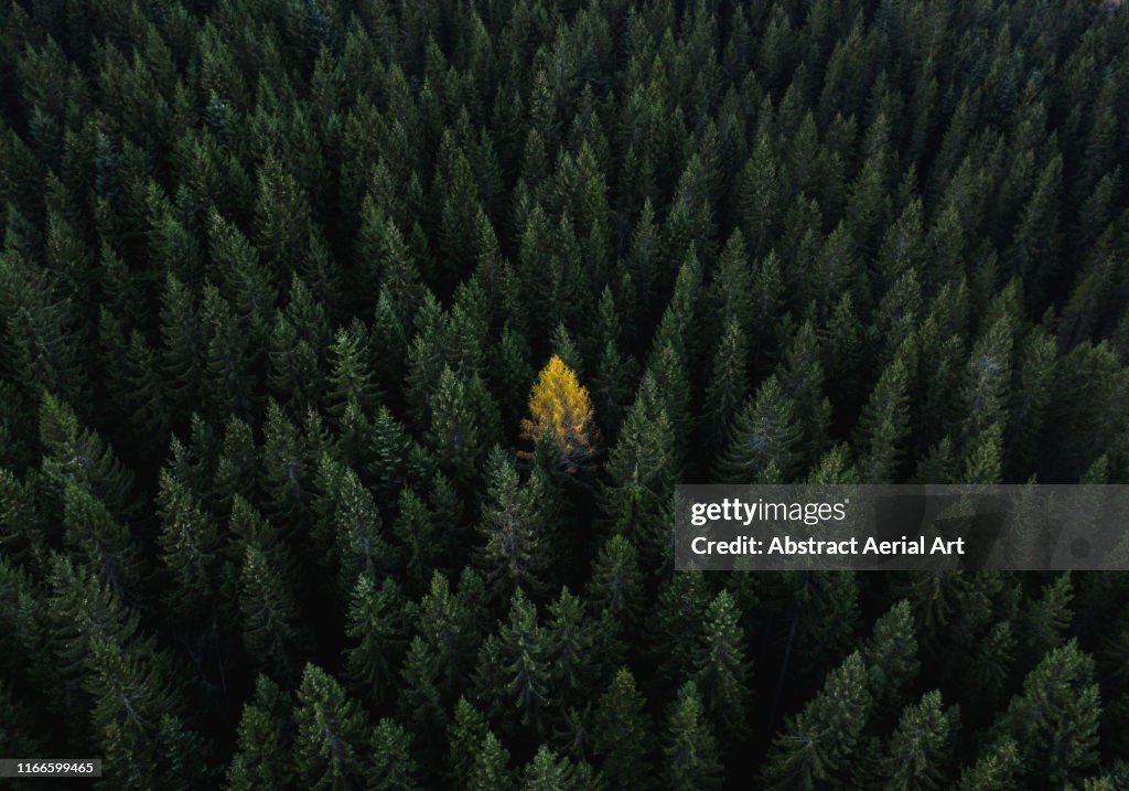 Aerial perspective of a single tree standing out from the crowd, Dolomites, Italy