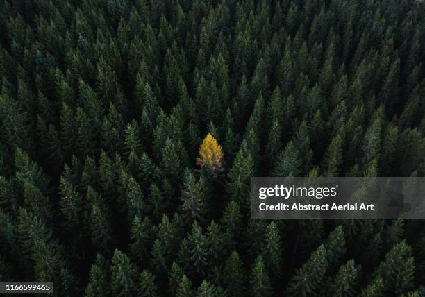 aerial perspective of a single tree standing out from the crowd, dolomites, italy - individualidad fotografías e imágenes de stock