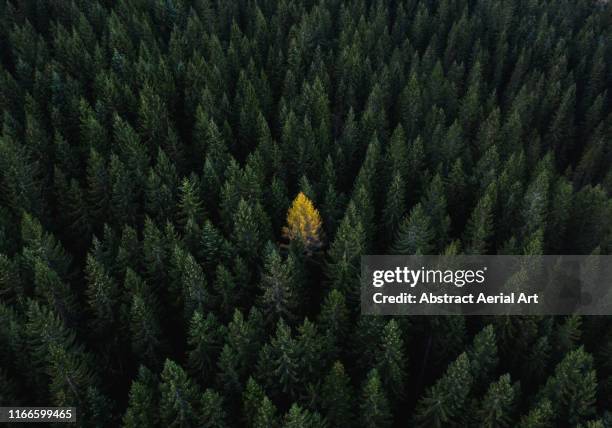 aerial perspective of a single tree standing out from the crowd, dolomites, italy - coniferous tree foto e immagini stock