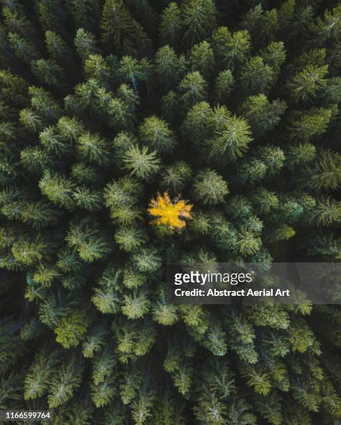 Single coloured tree amongst the forest shot from directly above, Dolomites, Italy