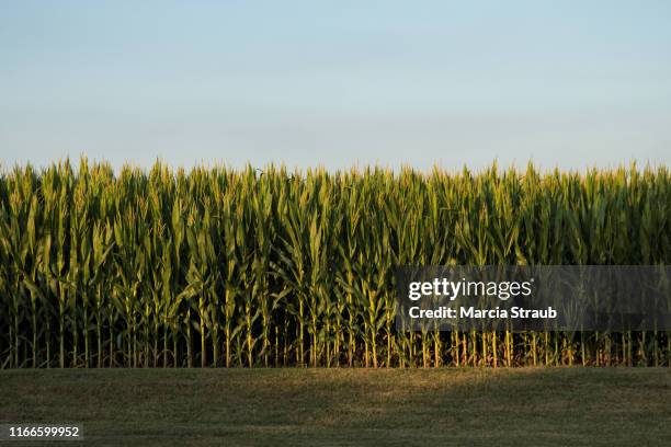 a green cornfield in the evening light - corn field fotografías e imágenes de stock