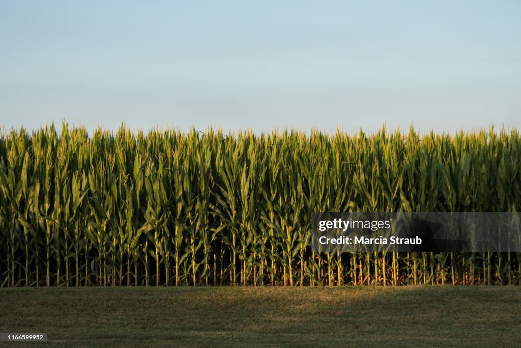 A Green Cornfield in the Evening Light