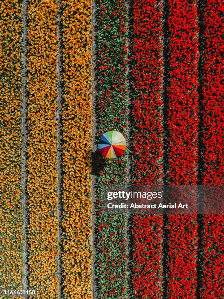 tulip field and person holding an umbrella as seen from above, netherlands - create and cultivate stock-fotos und bilder