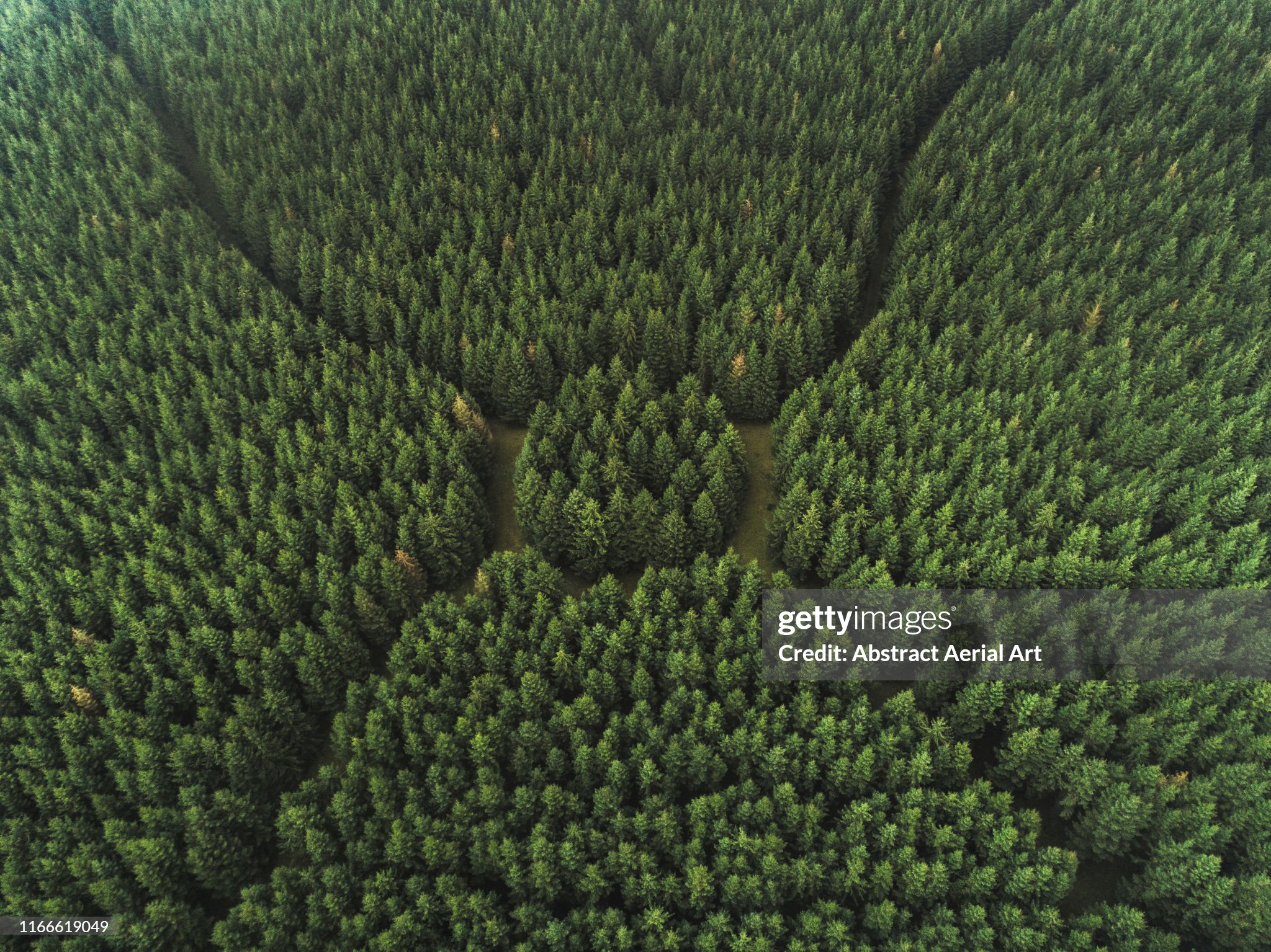 En skog sett från ovan