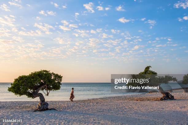 aruba, divi divi trees on eagle beach - aruba stock pictures, royalty-free photos & images
