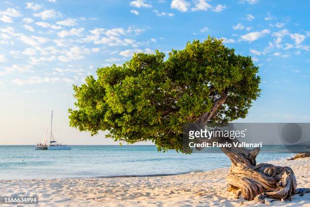 aruba, arbre divi divi sur eagle beach - aruba photos et images de collection