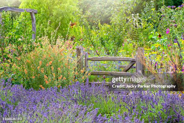 a beautiful romantic, rustic, english lavender garden in soft summer sunshine with a wooden gate - beautiful garden stock pictures, royalty-free photos & images