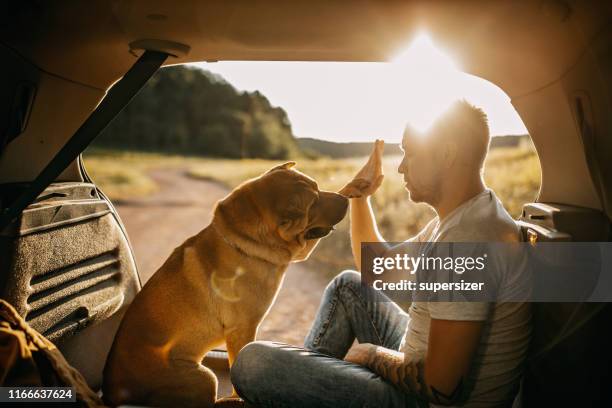 verbringen sie einen tag mit hund in der natur - animal car stock-fotos und bilder