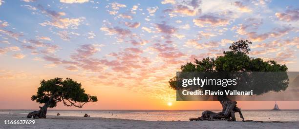 aruba, divi divi trees på eagle beach - aruba bildbanksfoton och bilder
