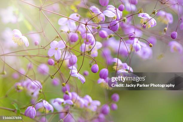 close-up image of the purple summer flowers of thalictrum delavayi, known by the common names chinese meadow-rue or yunnan meadow-rue - thalictrum delavayi stock pictures, royalty-free photos & images