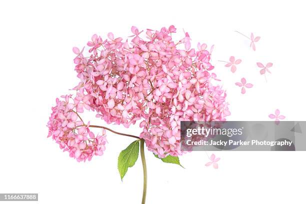 close-up, high-key image of the beautiful summer flowering pink flowers of hydrangea "invincible spirit" taken against a white background - アジサイ ストックフォトと画像