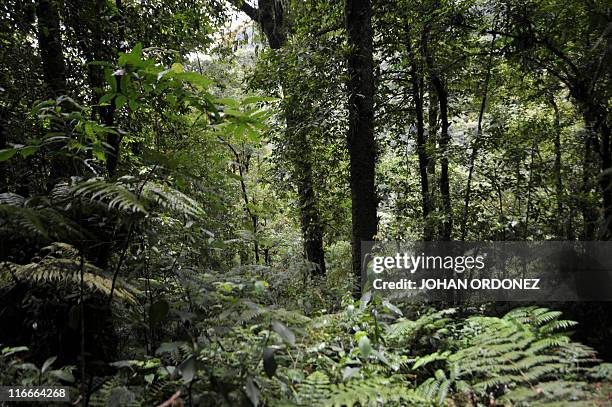 Picture of the forest in Trifinio, a biosphere reserve shared by Salvador, Guatemala and Honduras, in the municipality of Concepcion Las Minas,...