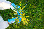Woman hands in white coat and blue medical gloves holding green branch cannabis with five fingers leaves, marijuana for legalization medical oil hemp.