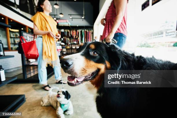 portrait of dog waiting in pet store with owner - pet shop stock pictures, royalty-free photos & images